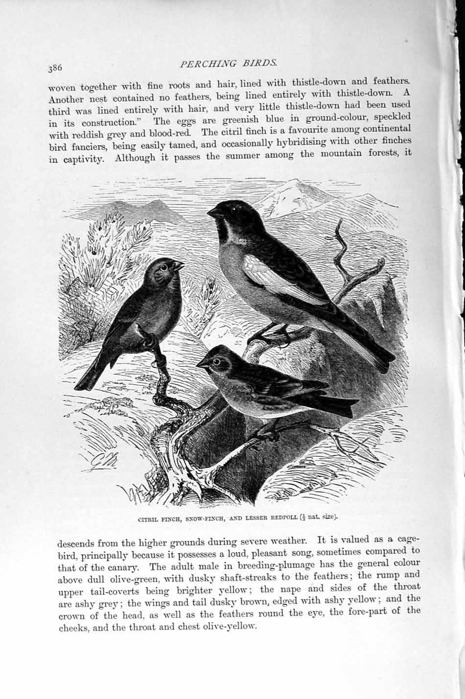 Original Old Antique Print Citril Finch Redpoll Bird Natural History 1894-95