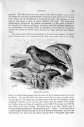Original Old Antique Print Natural History 1894-95 Desert Finch Bird Canaries