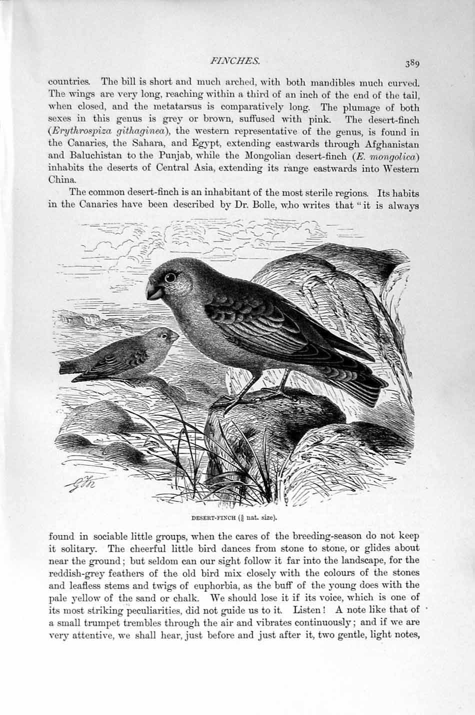 Original Old Antique Print Natural History 1894-95 Desert Finch Bird Canaries