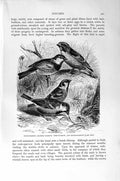 Old Antique Print Natural History 1894-95 Rock Sparrow House Tree Birds 19th