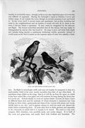 Original Old Antique Print Natural History 1894-95 Serin Finches Canary Birds