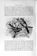 Old Antique Print Natural History 1894-95 Scarlet Siberian Grosbeak Birds 19th