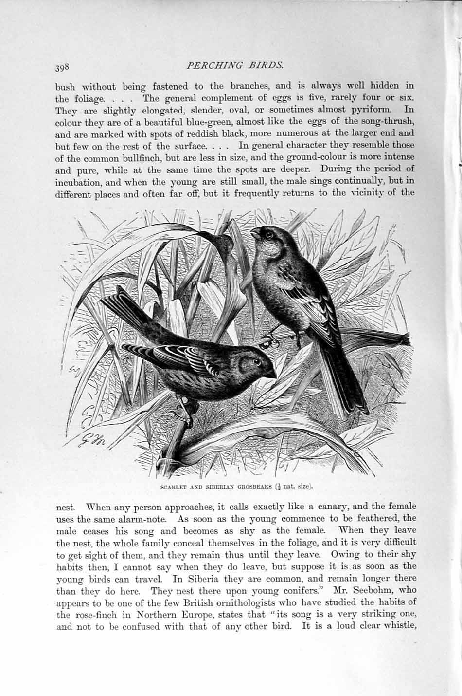 Old Antique Print Natural History 1894-95 Scarlet Siberian Grosbeak Birds 19th