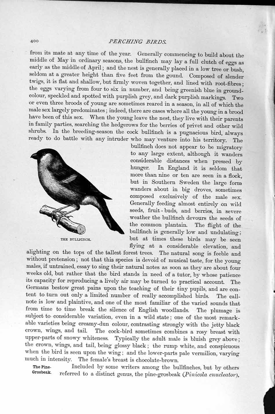 Original Old Antique Print Natural History 1894-95 Perching Bird Bullfinch 19th