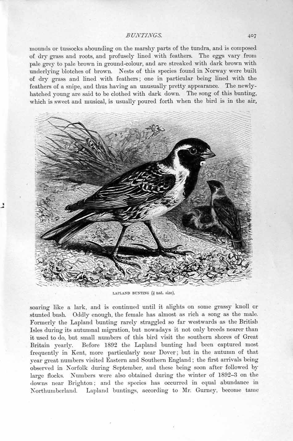 Original Old Antique Print Natural History 1894-95 Lapland Bunting Birds 19th