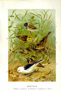 Old Antique Print Natural History 1894-95 Bird Buntings Snow Yellow Reed 19th