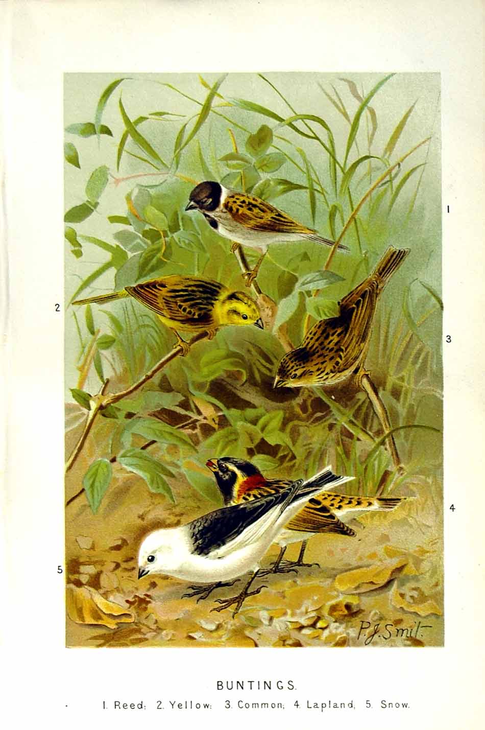 Old Antique Print Natural History 1894-95 Bird Buntings Snow Yellow Reed 19th
