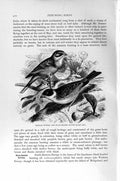 Original Old Antique Print Bunting Black-Headed Natural History 1894-95 Bird