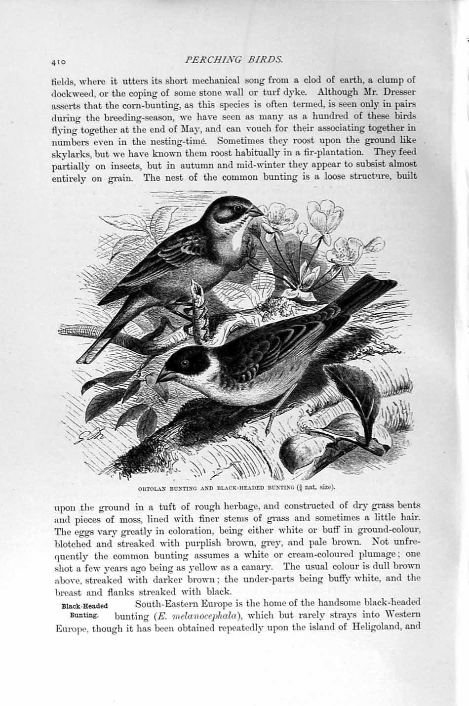 Original Old Antique Print Bunting Black-Headed Natural History 1894-95 Bird