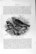 Original Old Antique Print Natural History 1894-95 Cirl Bunting Meadow Bird