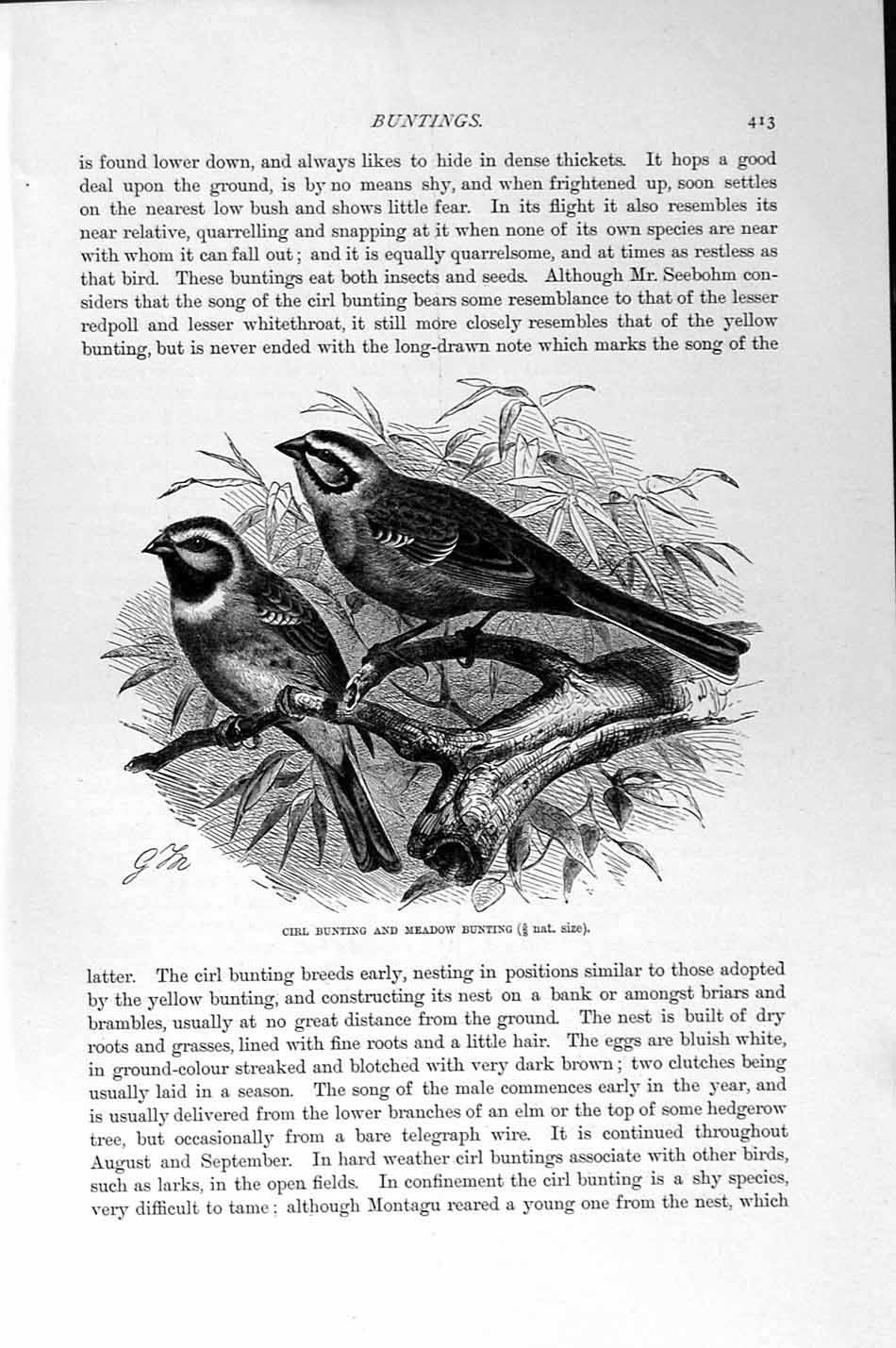 Original Old Antique Print Natural History 1894-95 Cirl Bunting Meadow Bird