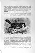Old Antique Print Sparrow Bunting Birds Perching Natural History 1894-95 19th
