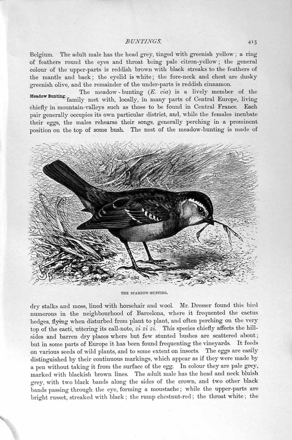 Old Antique Print Sparrow Bunting Birds Perching Natural History 1894-95 19th