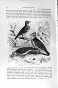 Original Old Antique Print Natural History 1894-95 Skylark Woodlark Lark Birds