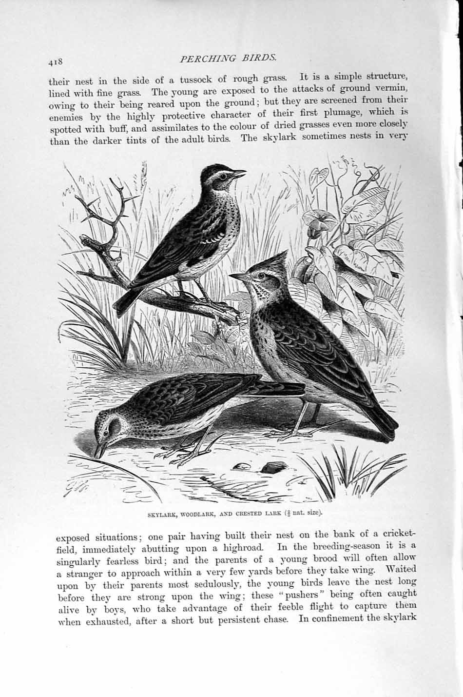Original Old Antique Print Natural History 1894-95 Skylark Woodlark Lark Birds