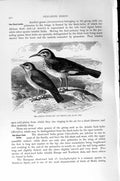 Original Old Antique Print Natural History 1894-95 African Finch Lark Birds
