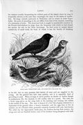 Old Antique Print Natural History 1894-95 Lark Birds Calandra Short-Toed 19th
