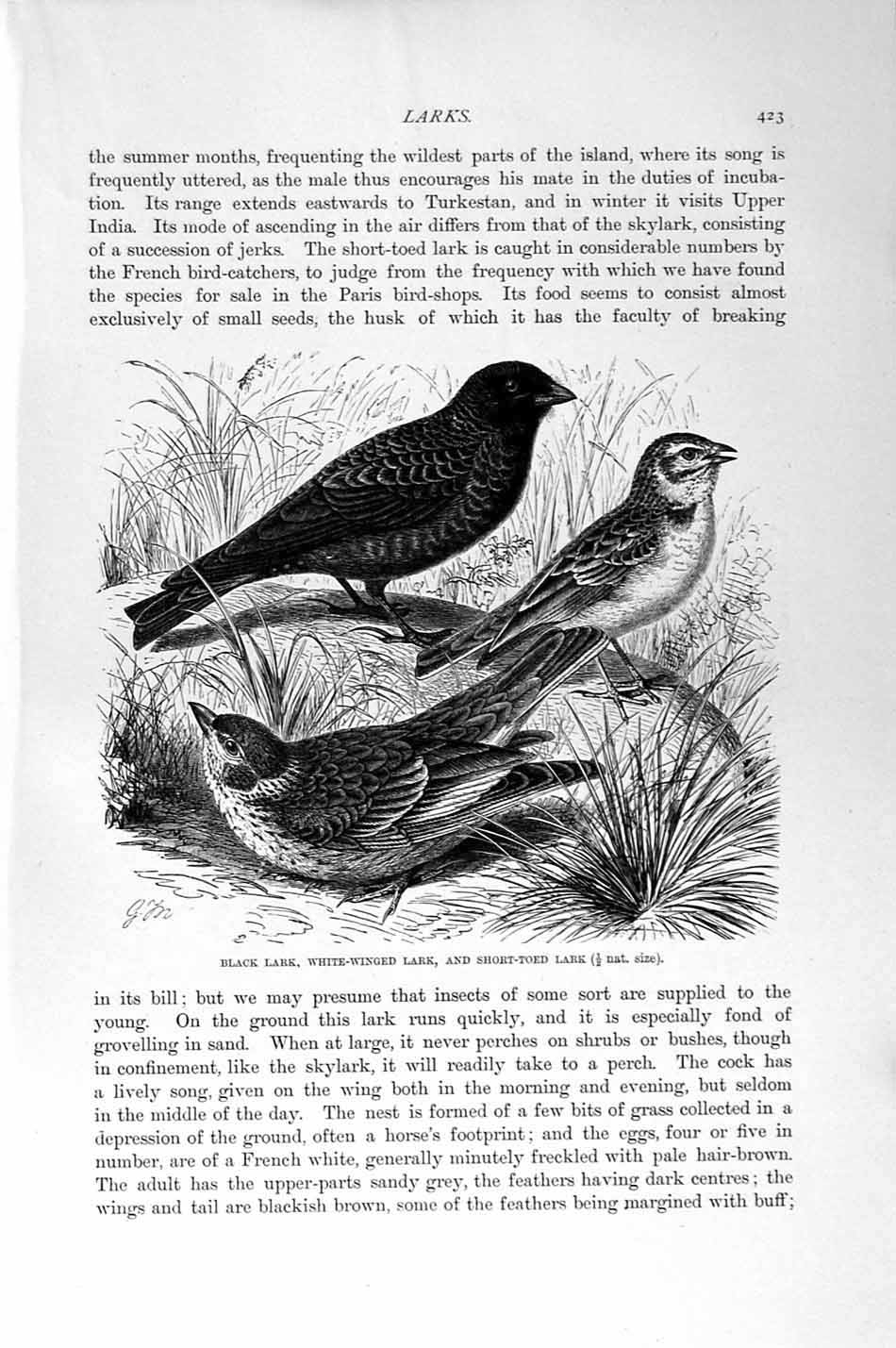 Old Antique Print Natural History 1894-95 Lark Birds Calandra Short-Toed 19th