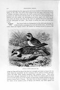 Original Old Antique Print Natural History 1894-95 Horned Shore Lark Bird 19th