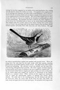 Original Old Antique Print Natural History 1894-95 White Wagtail Bird Victorian