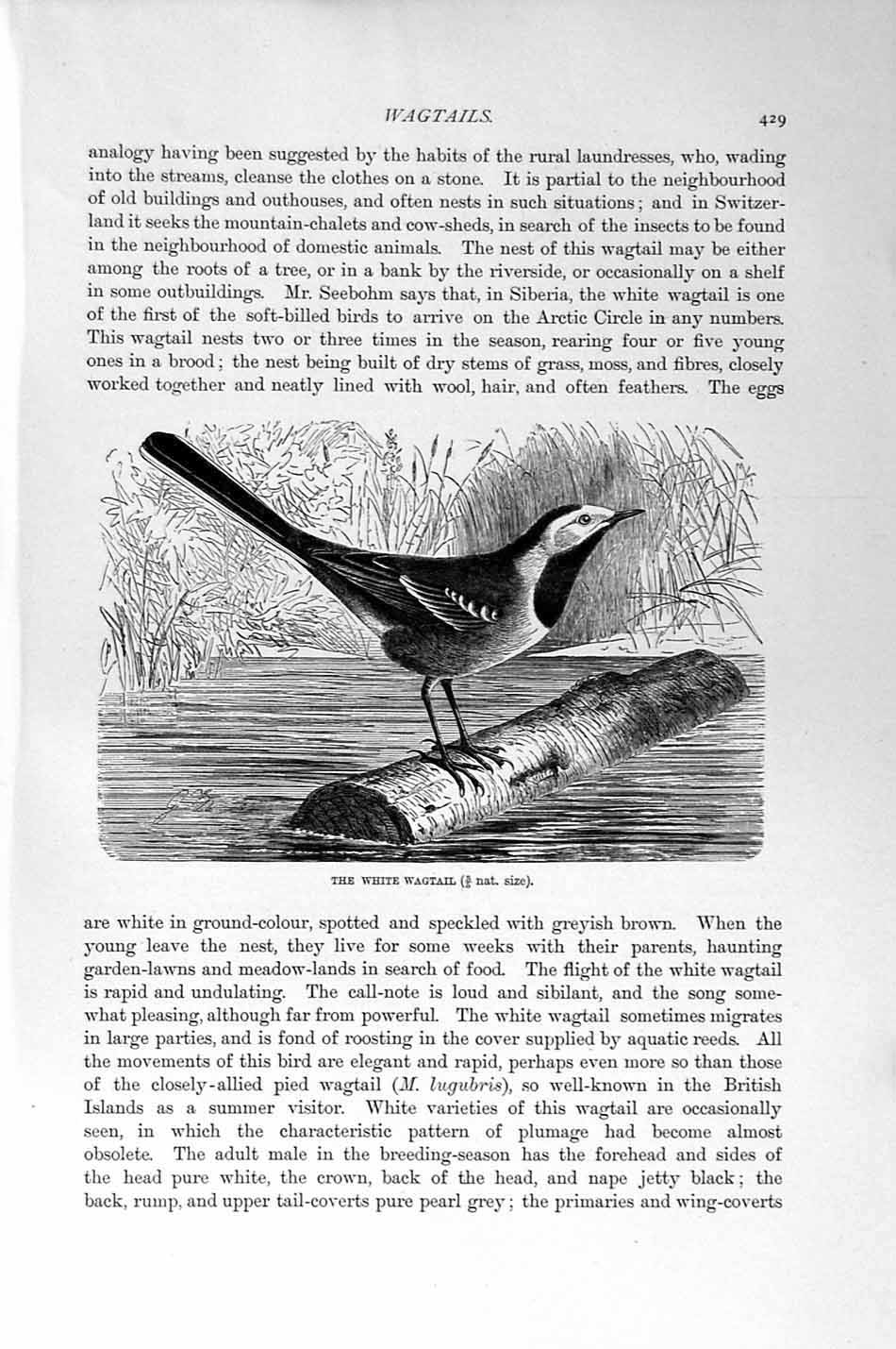 Original Old Antique Print Natural History 1894-95 White Wagtail Bird Victorian