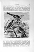Original Old Antique Print Natural History 1894-95 Wagtail Meadow Pipit Bird