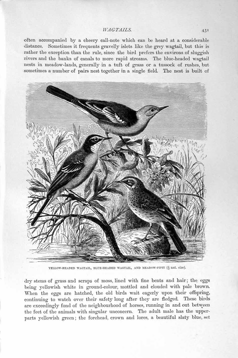 Original Old Antique Print Natural History 1894-95 Wagtail Meadow Pipit Bird