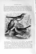 Old Antique Print Natural History 1894-95 Tawny Pipit Water-Pipit Birds 19th