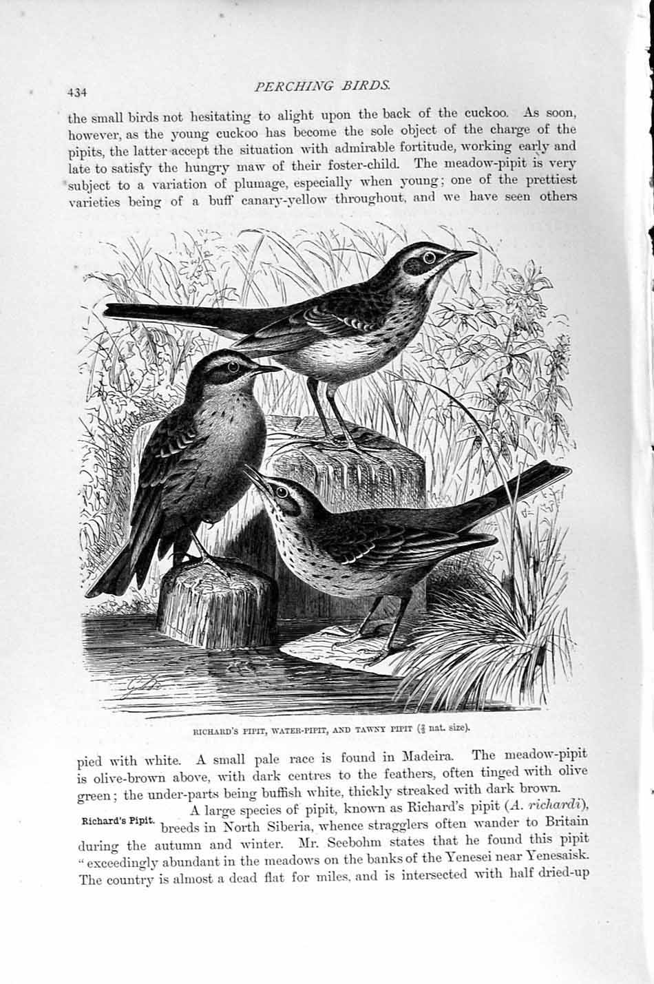 Old Antique Print Natural History 1894-95 Tawny Pipit Water-Pipit Birds 19th