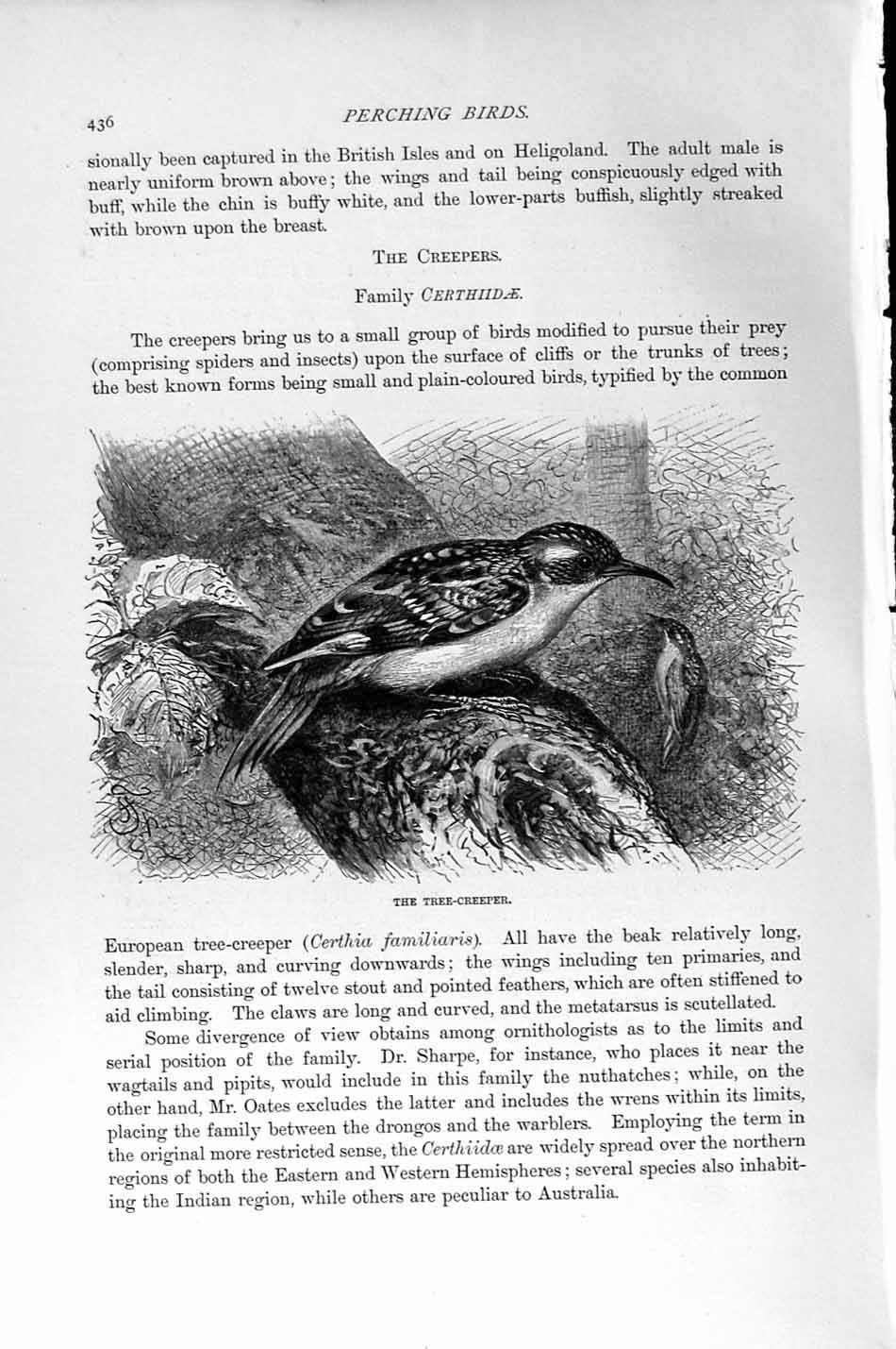 Original Old Antique Print Natural History 1894-95 Tree-Creeper Perching Birds