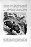 Original Old Antique Print Wall-Creeper Bird Natural History 1894-95 Victorian