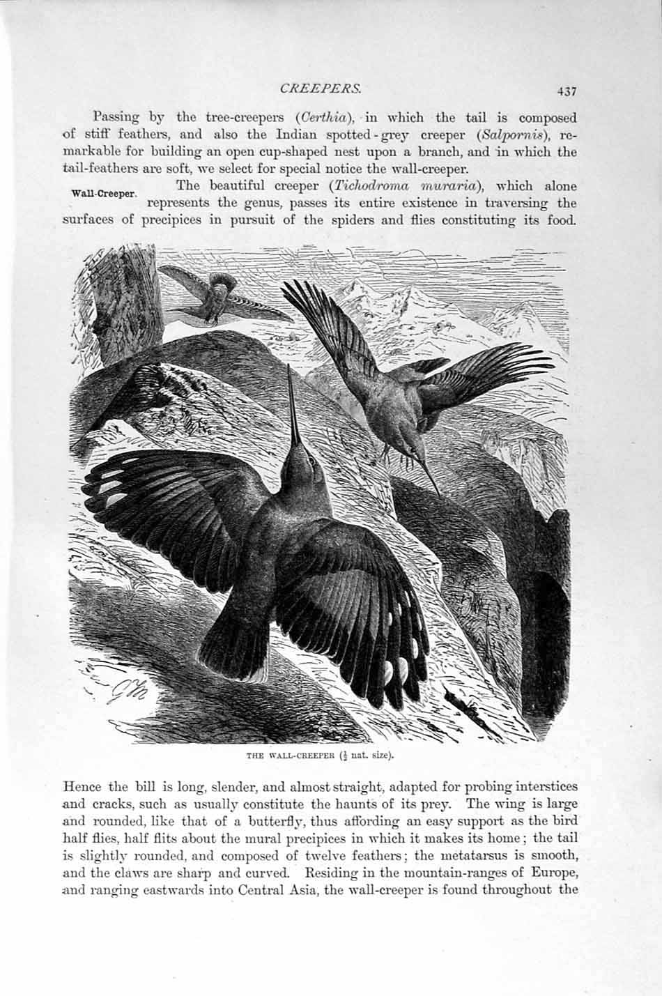 Original Old Antique Print Wall-Creeper Bird Natural History 1894-95 Victorian
