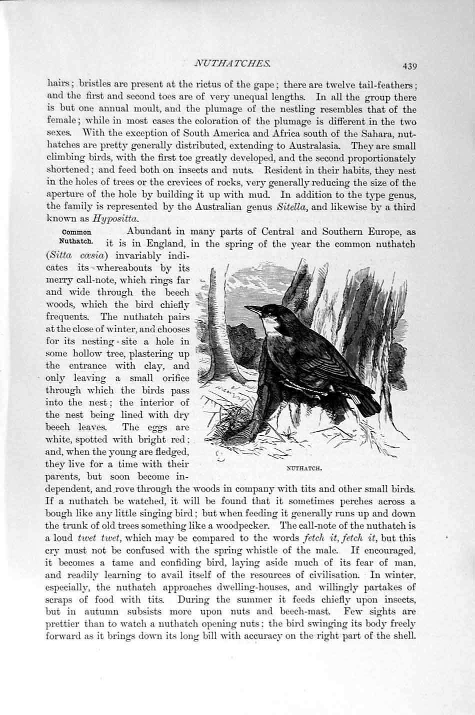 Original Old Antique Print Natural History 1894-95 Nuthatch Bird Nature 19th