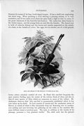 Old Antique Print Natural History 1894-95 Metallic Sun-Bird Male Female 19th