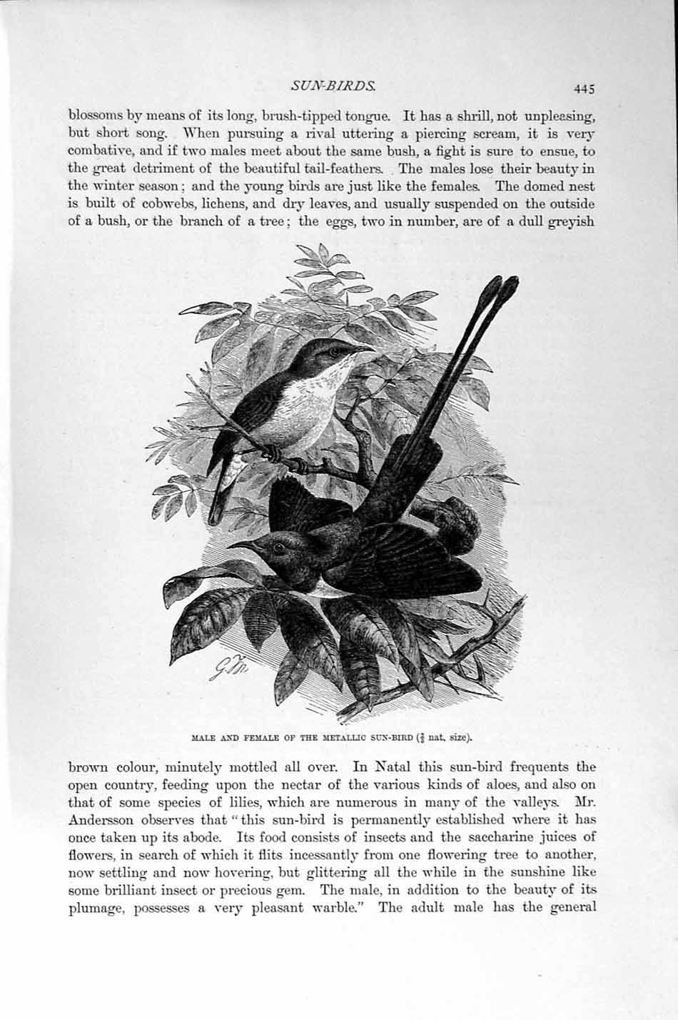 Old Antique Print Natural History 1894-95 Metallic Sun-Bird Male Female 19th
