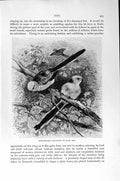 Original Old Antique Print White-Headed Long-Tailed Tit Natural History 1894-95