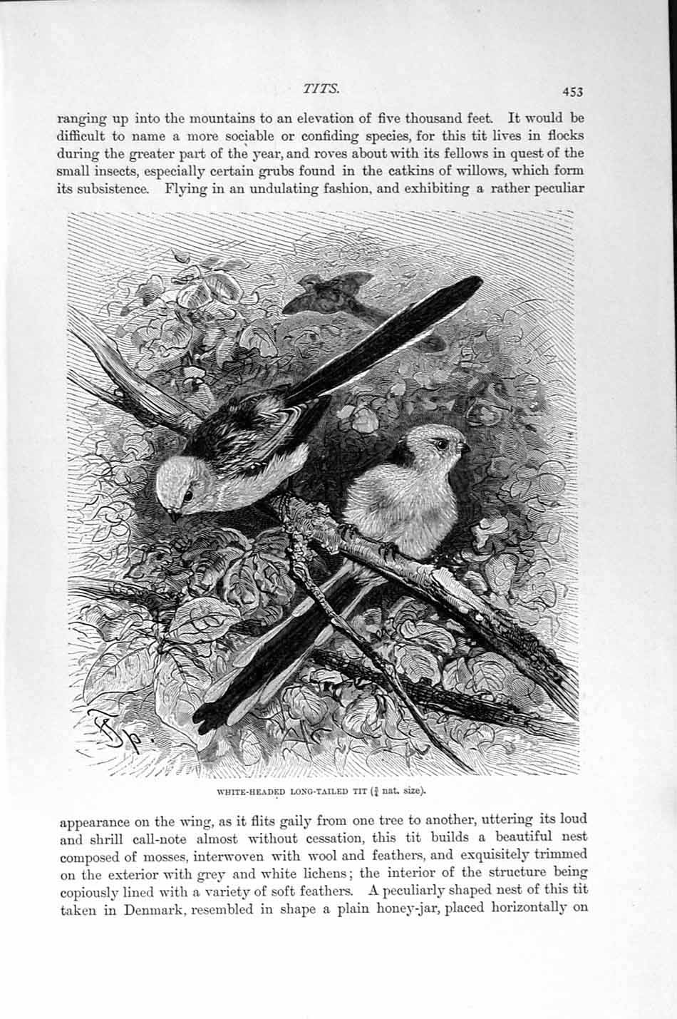 Original Old Antique Print White-Headed Long-Tailed Tit Natural History 1894-95