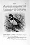 Old Antique Print Natural History 1894-95 Shrike-Tit Great Grey Perching 19th