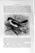 Original Old Antique Print Natural History 1894-95 Lesser Grey Shrike Bird 19th
