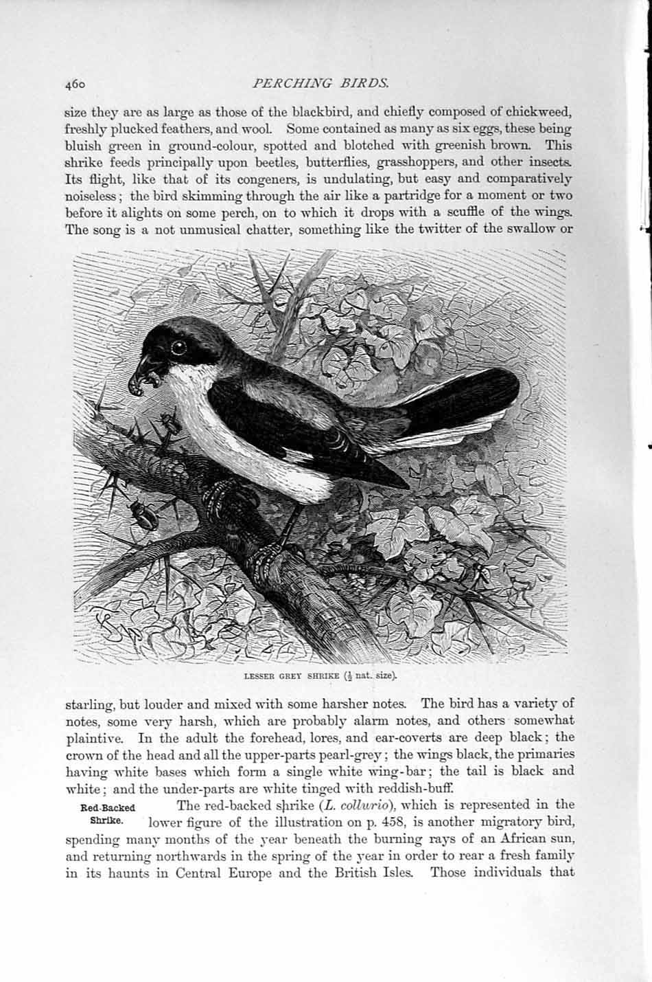 Original Old Antique Print Natural History 1894-95 Lesser Grey Shrike Bird 19th