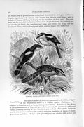 Original Old Antique Print Natural History 1894-95 Woodchat Masked Shrike Birds