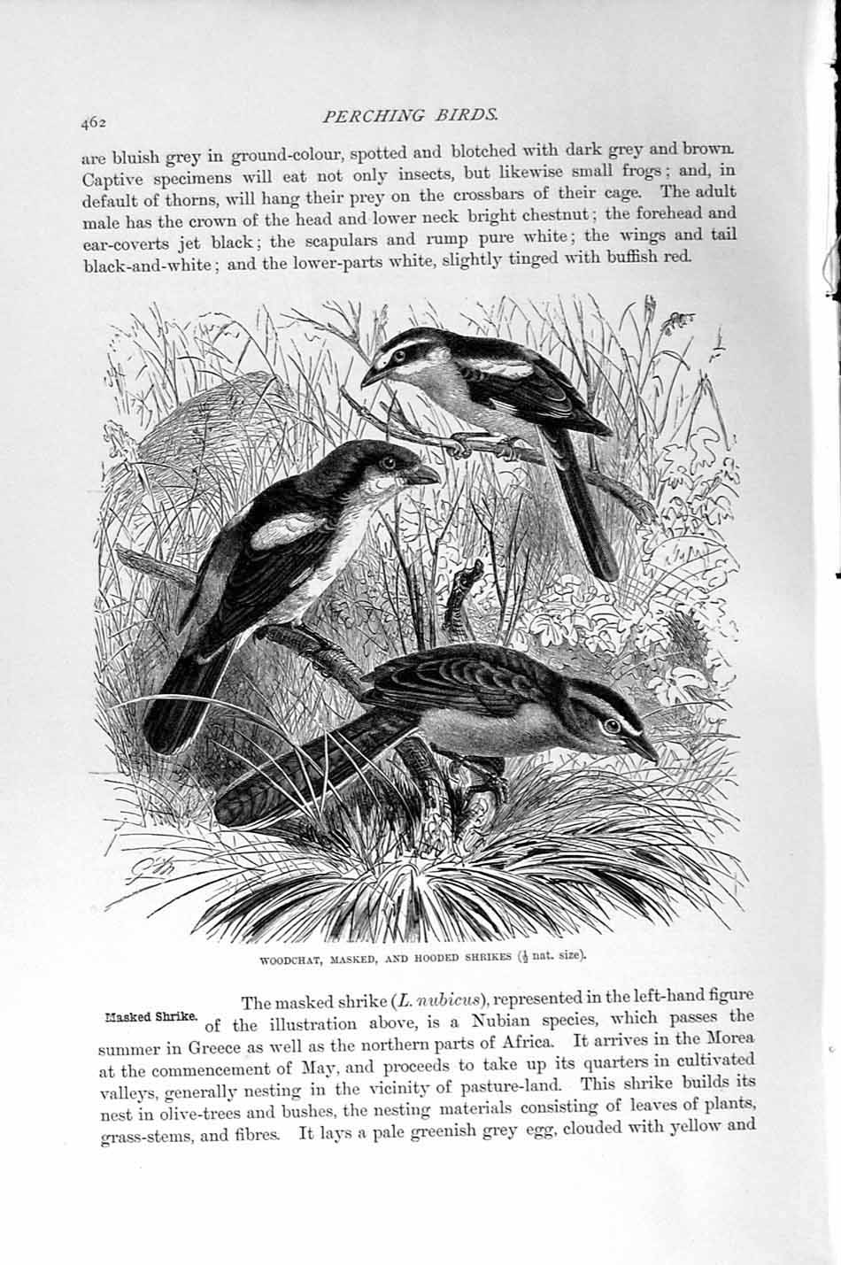 Original Old Antique Print Natural History 1894-95 Woodchat Masked Shrike Birds