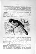 Original Old Antique Print Indian Scarlet Minivet Birds Natural History 1894-95