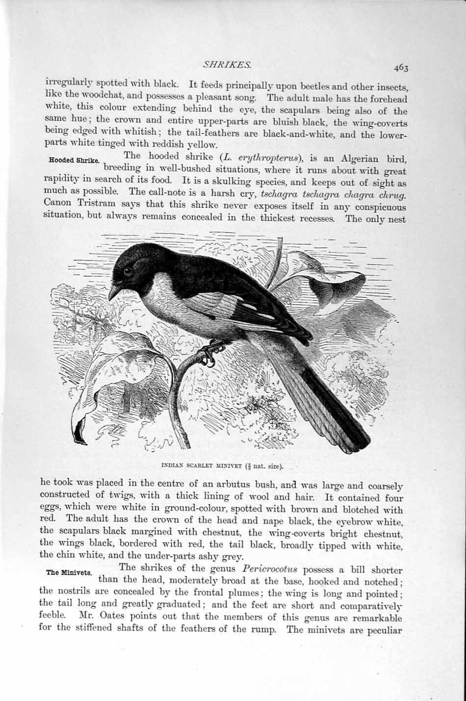 Original Old Antique Print Indian Scarlet Minivet Birds Natural History 1894-95