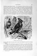 Original Old Antique Print Natural History 1894-95 Bohemian Waxwing Birds 19th