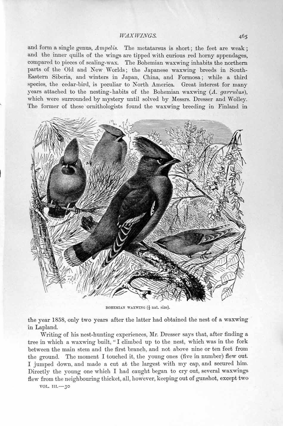Original Old Antique Print Natural History 1894-95 Bohemian Waxwing Birds 19th