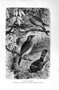 Old Antique Print Natural History 1894-95 Thrushes Bird Redwing Blackbird 19th