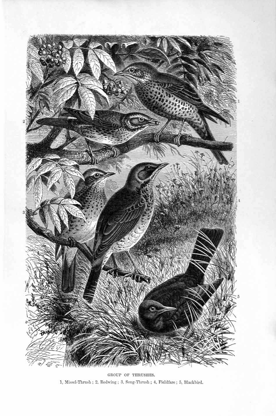 Old Antique Print Natural History 1894-95 Thrushes Bird Redwing Blackbird 19th
