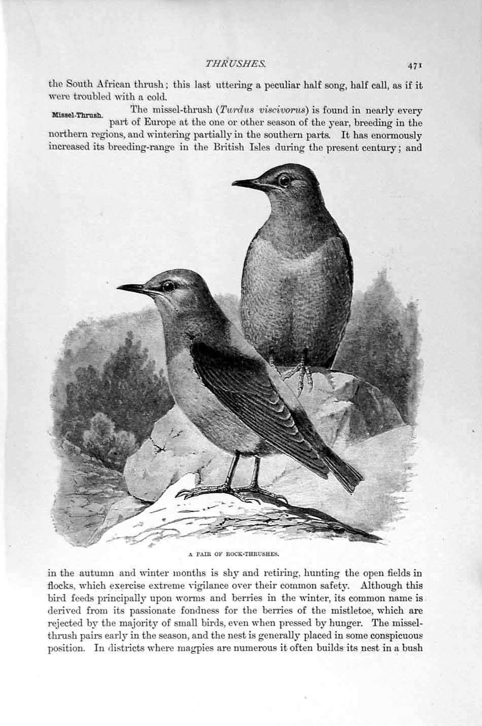 Old Antique Print Natural History 1894-95 Rock Thrushes Birds Ring-Ouzel 19th