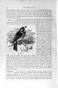 Original Old Antique Print Natural History 1894-95 Perching Bird Fieldfare 19th